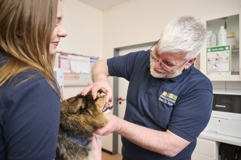 Tierarzt untersucht die Zähne eines Deutschen Schäferhundes in der Tierklinik.