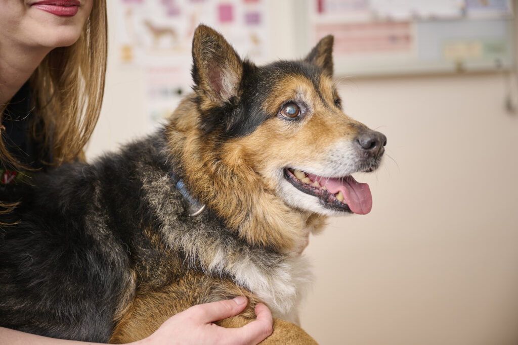 Nahaufnahme eines Deutschen Schäferhundes während einer tierärztlichen Untersuchung.