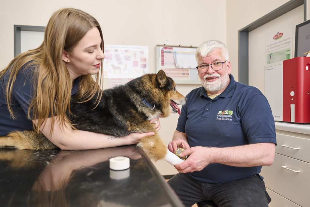 Frau und Tierarzt untersuchen einen Deutschen Schäferhund während eines Tierarztbesuchs.