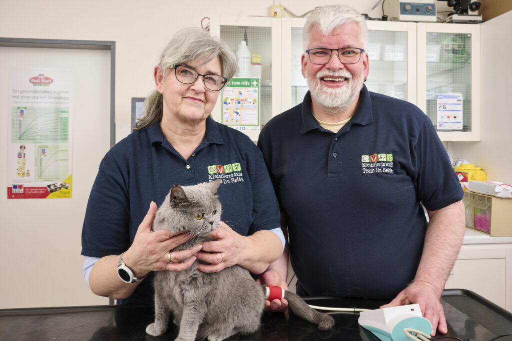 Tierarzt-Team hält eine graue Katze während einer Untersuchung.
